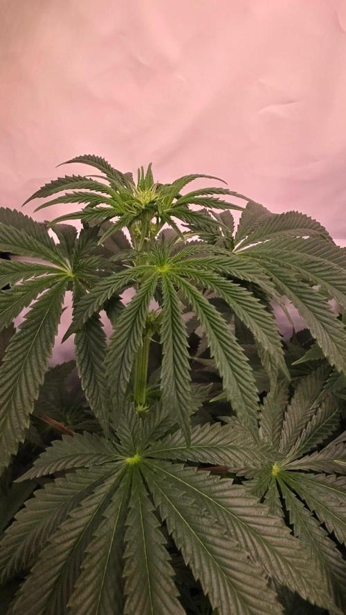 Blue Pirat. Week 8