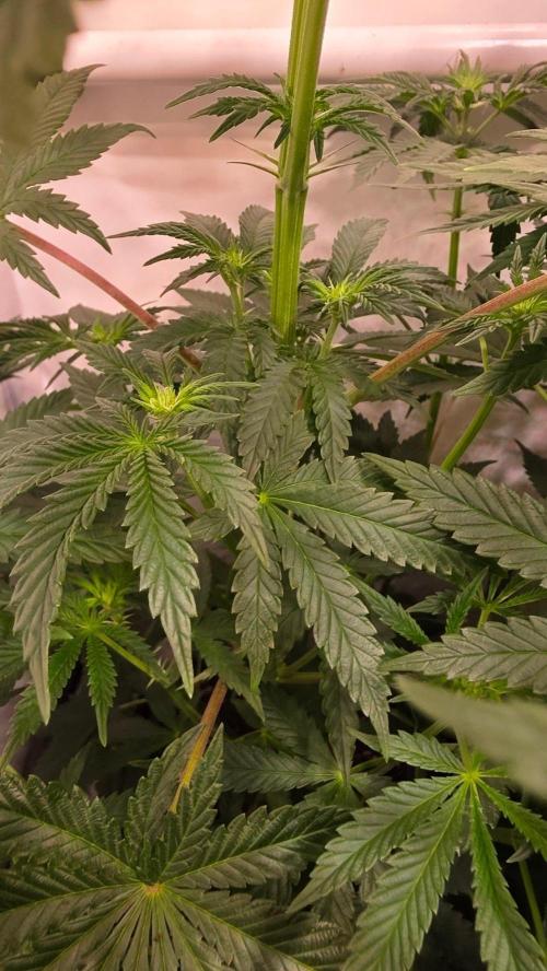 Blue Pirat. Week 8