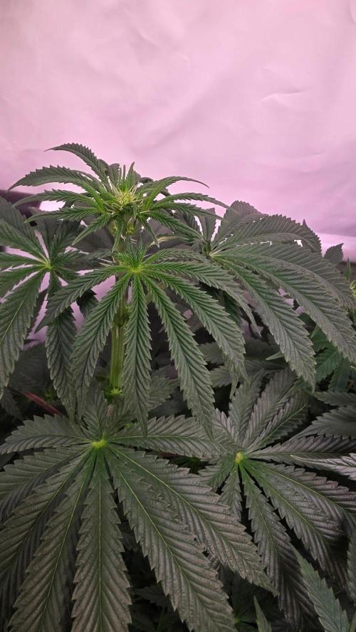 Blue Pirat. Week 8