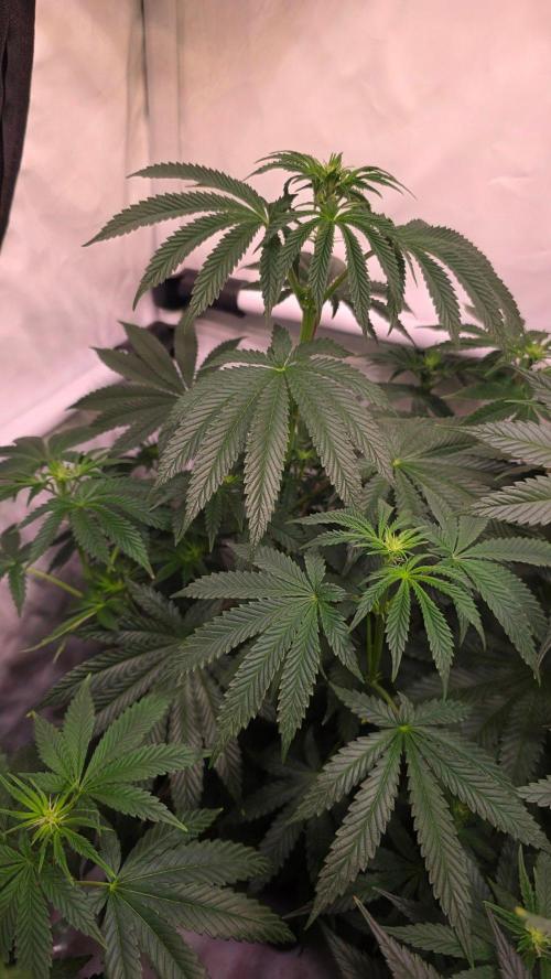 Blue Pirat. Week 8