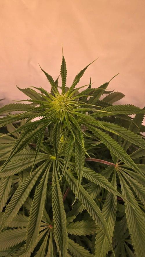Shiska Lemonade. Week 8