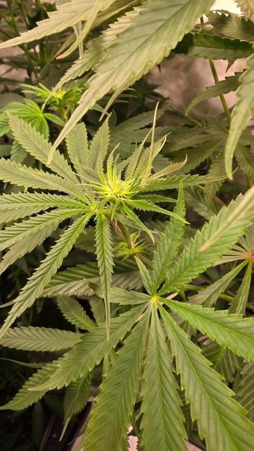 Shiska Lemonade. Week 8