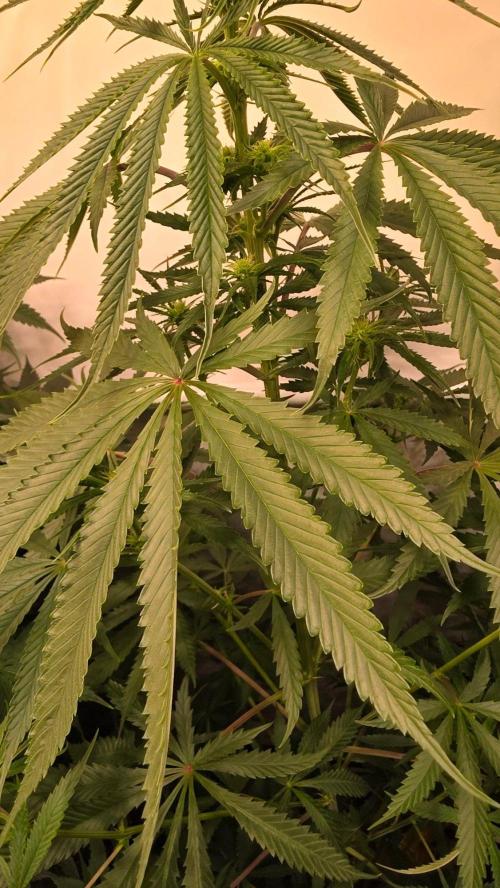Shiska Lemonade. Week 8