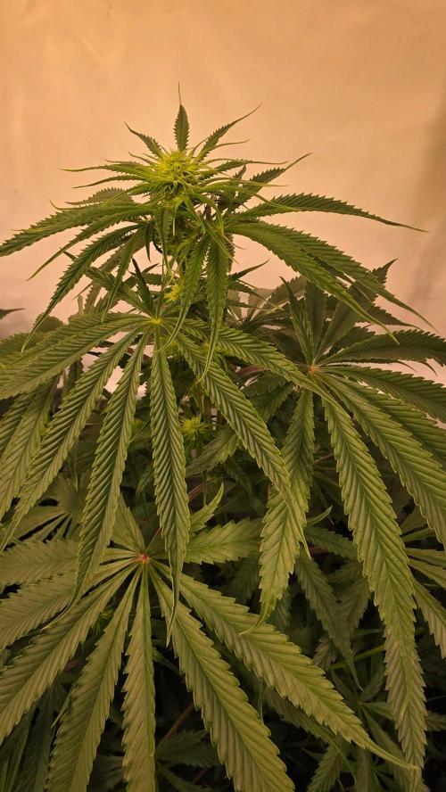Shiska Lemonade. Week 8
