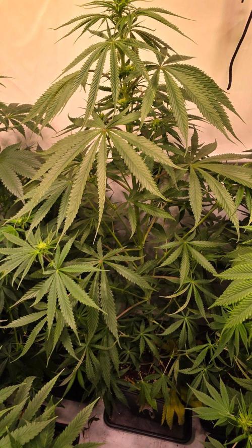 Shiska Lemonade. Week 8