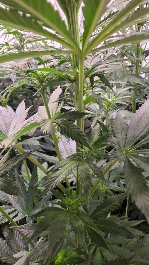 Grease Monkey. Week 8