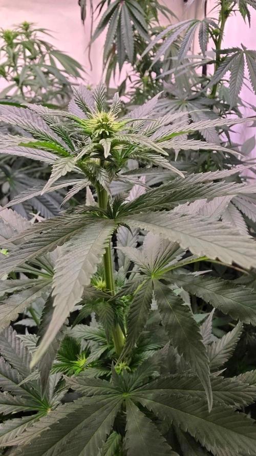 Grease Monkey. Week 8