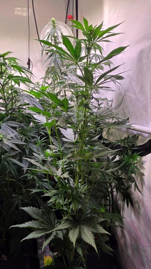 Grease Monkey. Week 8