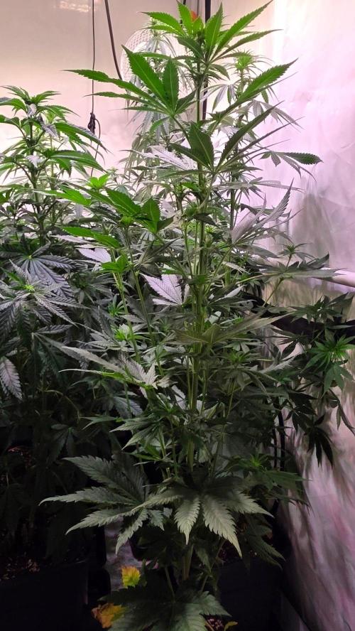 Grease Monkey. Week 8