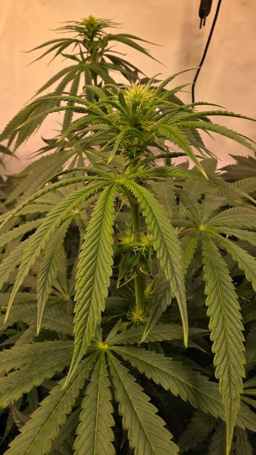 Orange Biscuite. Week 8