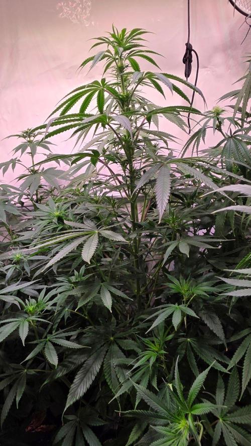Orange Biscuite. Week 8