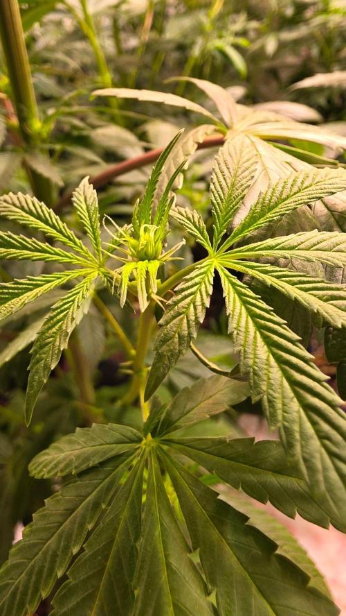 Karibean Mango. Week 8