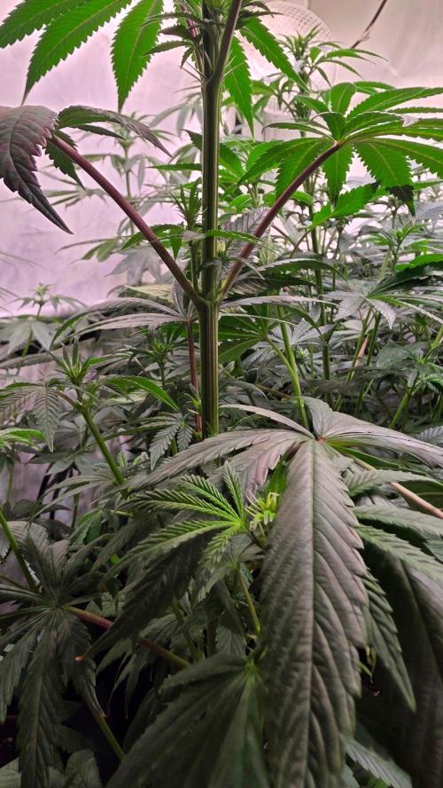Karibean Mango. Week 8