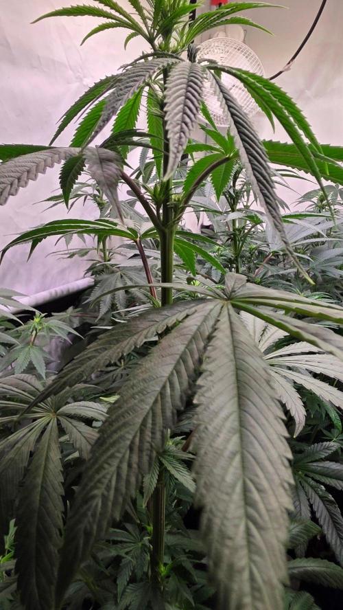 Karibean Mango. Week 8