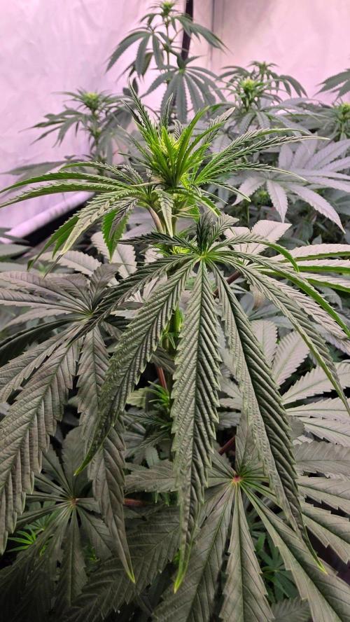 Karibean Mango. Week 8