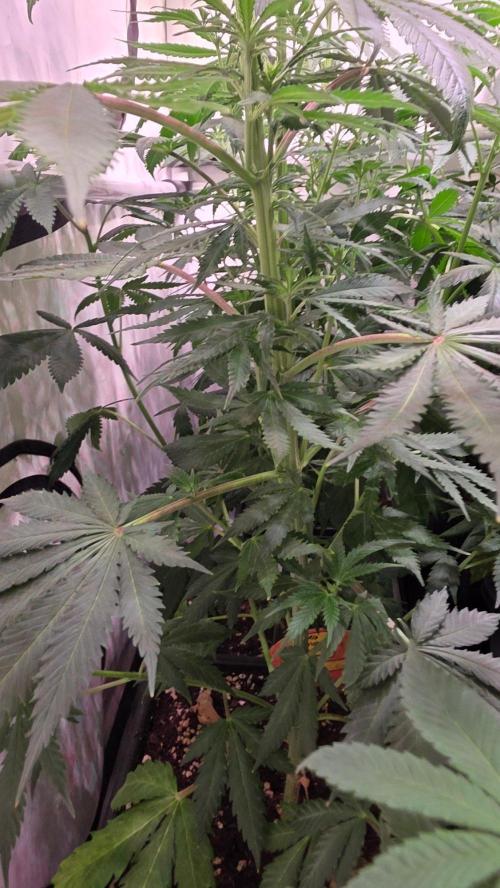 Mango Crack. Week 8