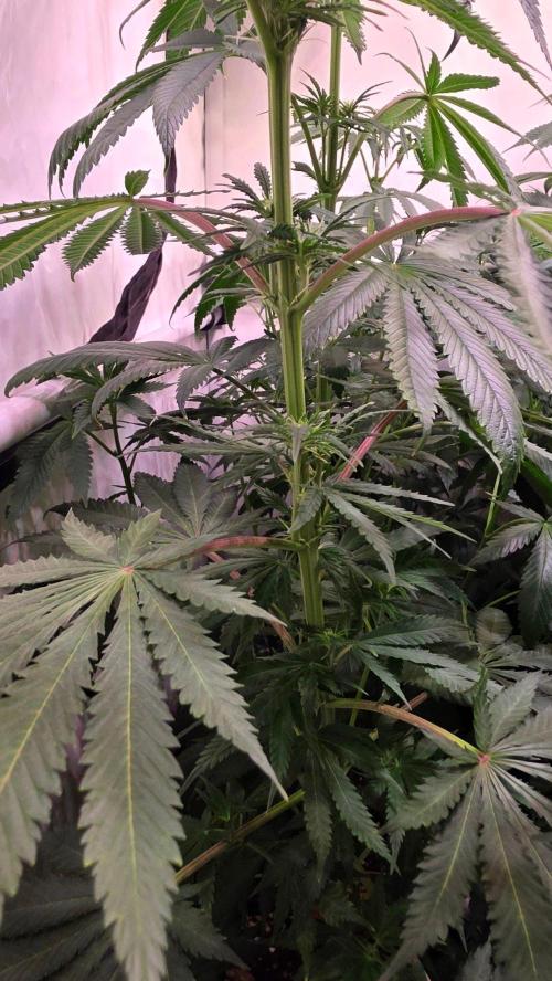 Mango Crack. Week 8