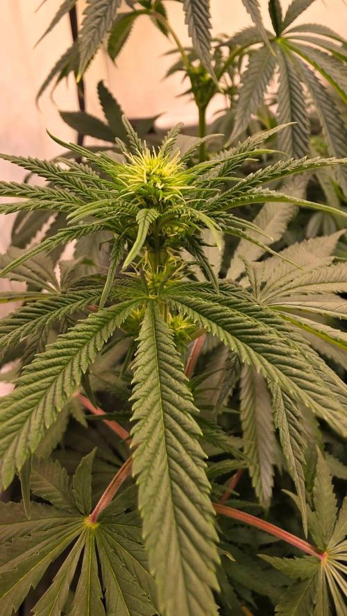 Mango Crack. Week 8