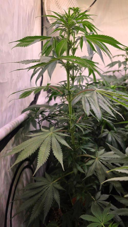Mango Crack. Week 8