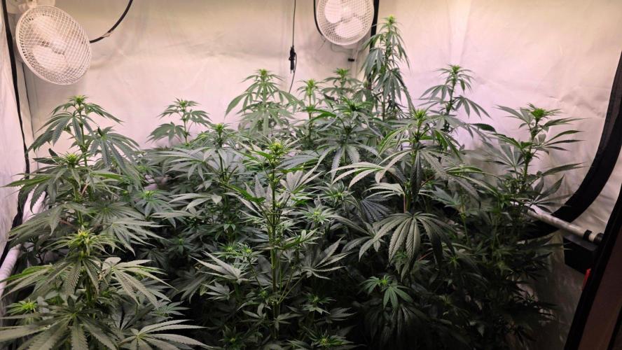 Banana Kush. Week 8
