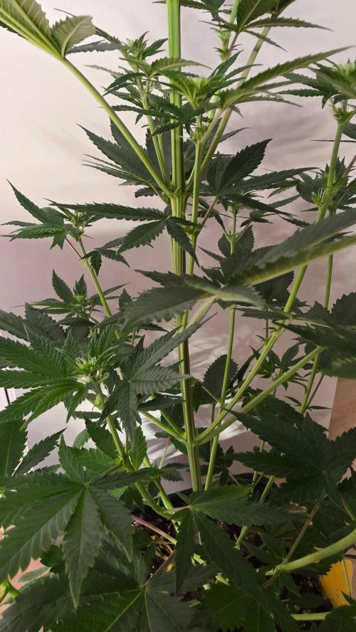 Banana Kush. Week 8