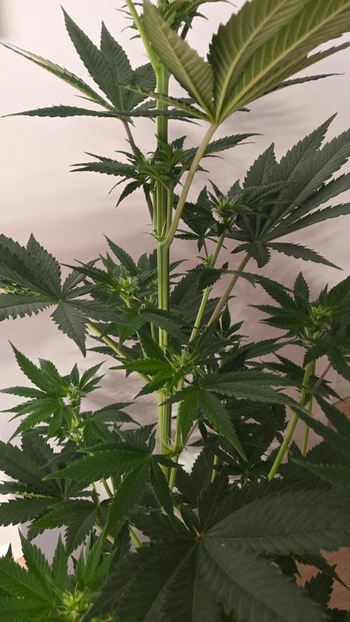 Banana Kush. Week 8