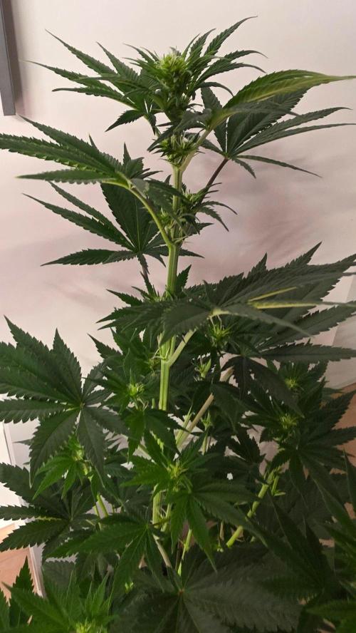 Banana Kush. Week 8