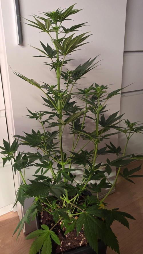 Banana Kush. Week 8