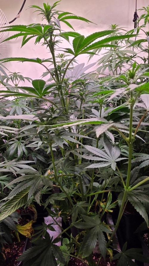 Melonade K. Week 8