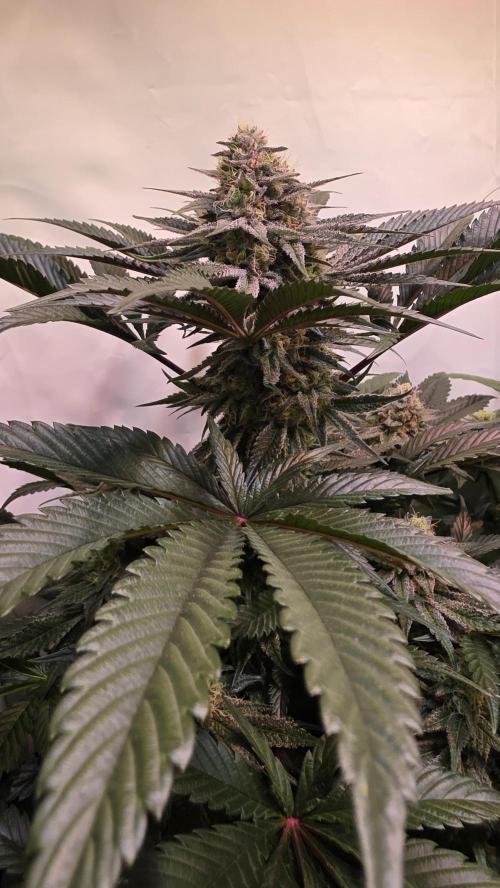 Sunset Peach. Week 10
