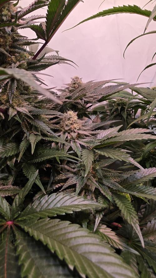 Sunset Peach. Week 10