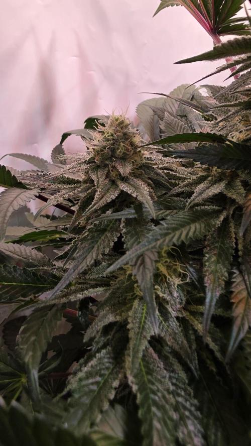 Sunset Peach. Week 10