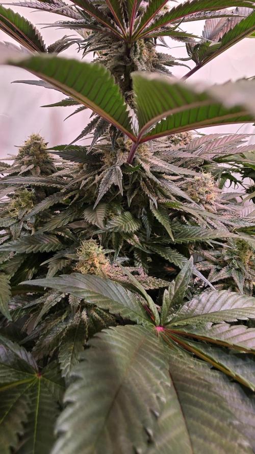 Sunset Peach. Week 10