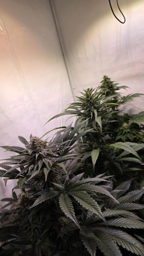 Papaya Jealousy. Week 10