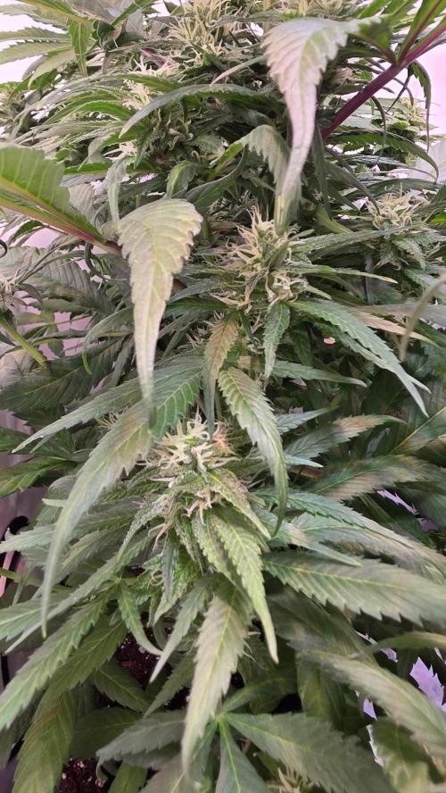 Papaya Jealousy. Week 10