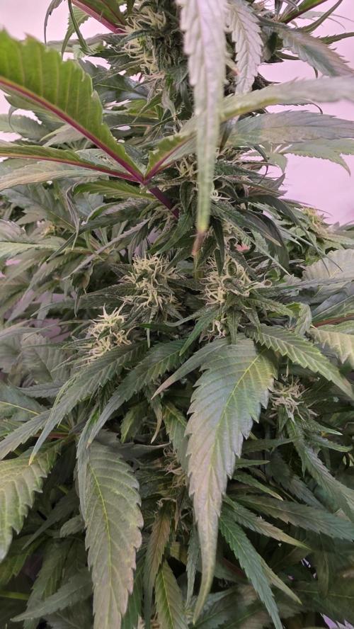 Papaya Jealousy. Week 10