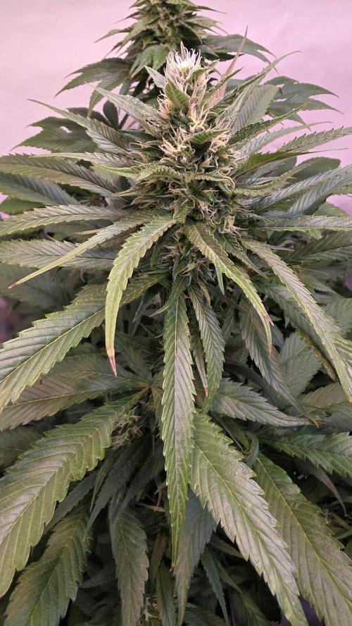 Papaya Jealousy. Week 10
