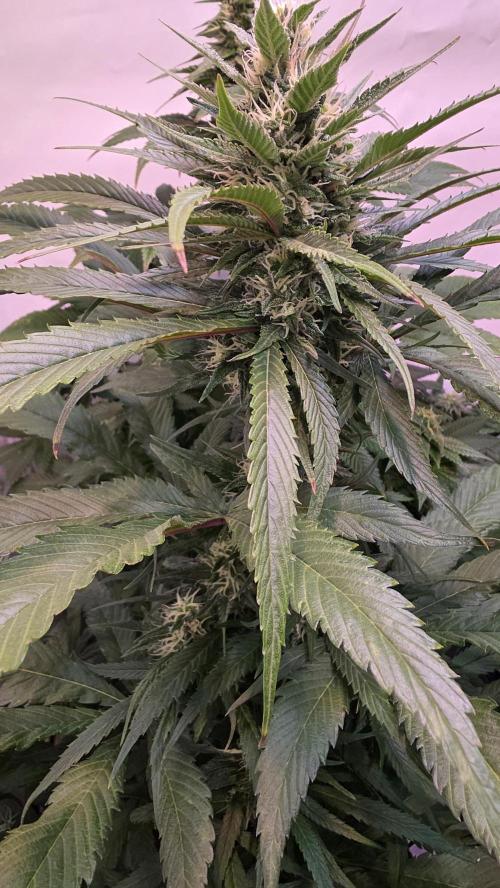 Papaya Jealousy. Week 10