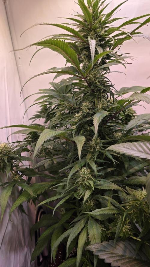 Papaya Jealousy. Week 10