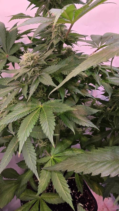 Dosimosa. Week 10