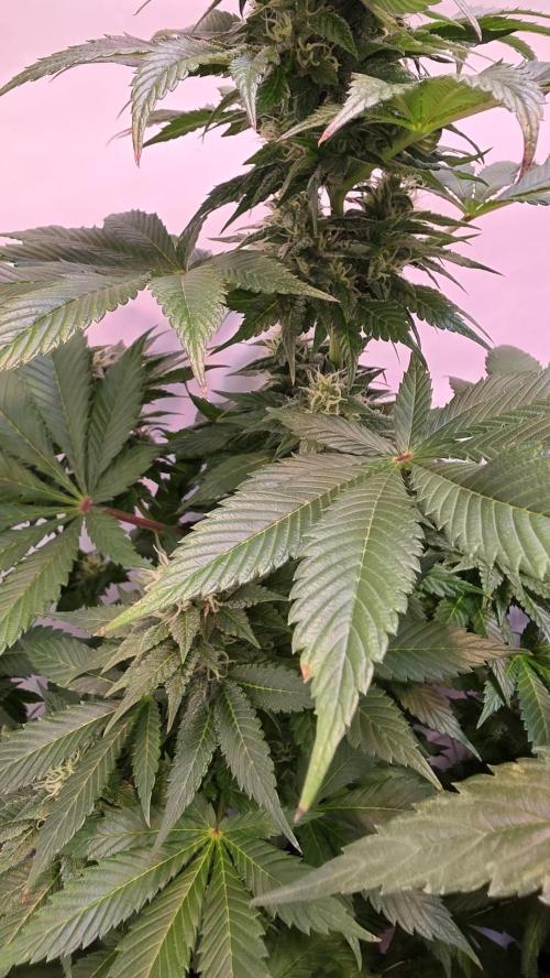 Dosimosa. Week 10