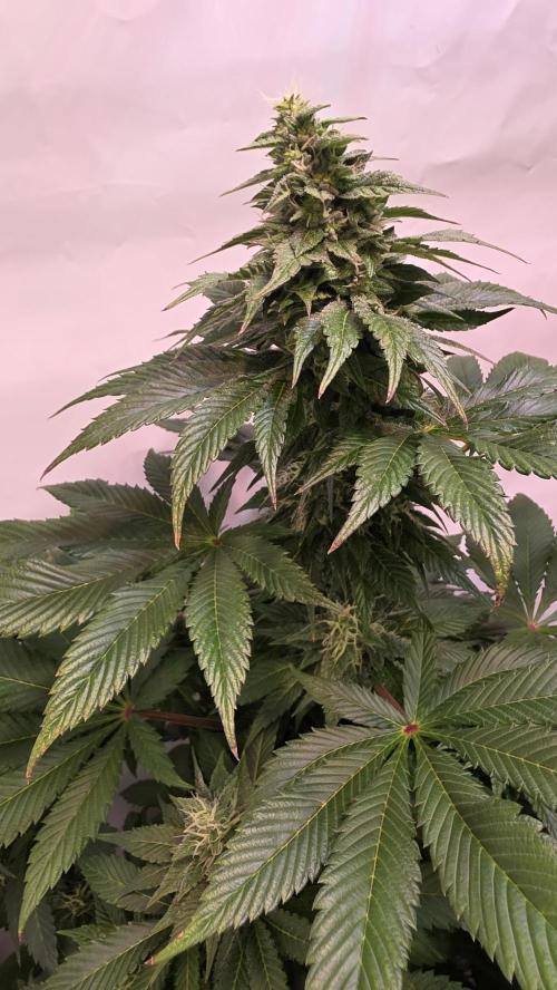 Dosimosa. Week 10