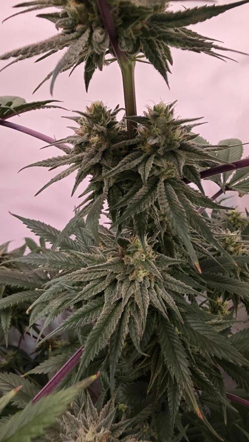 Black Cherry Punch. Week 10