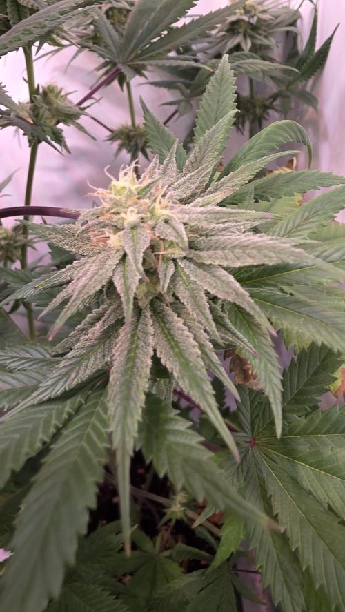Black Cherry Punch. Week 10