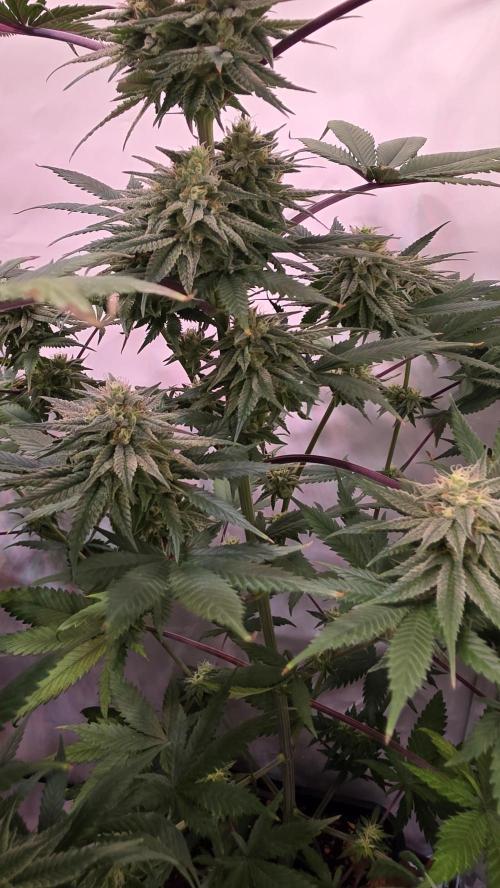 Black Cherry Punch. Week 10