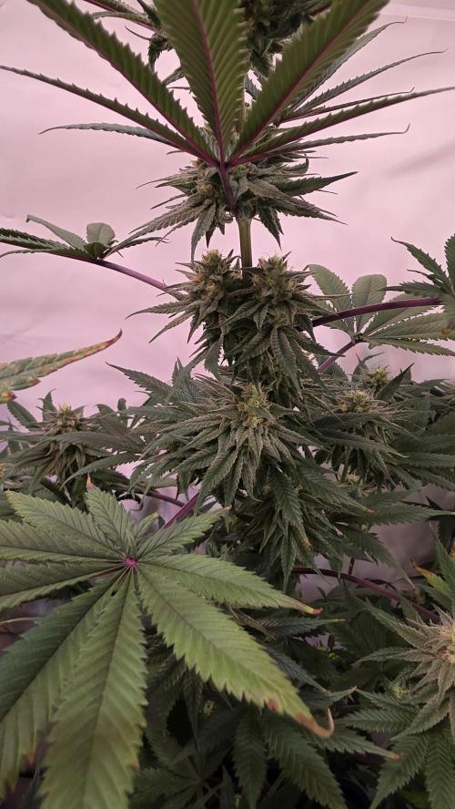 Black Cherry Punch. Week 10