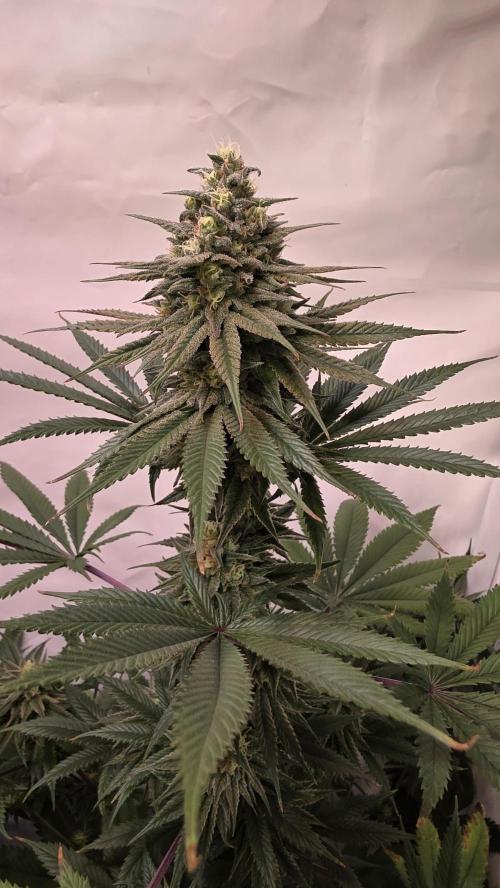 Black Cherry Punch. Week 10