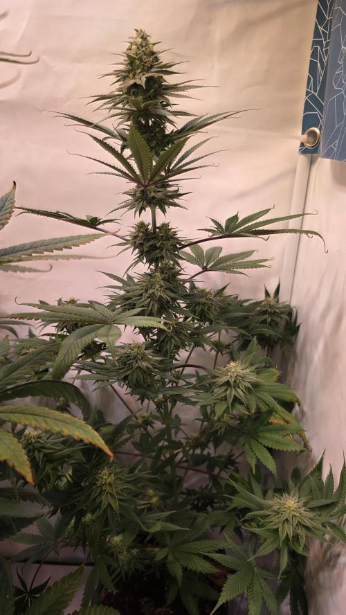 Black Cherry Punch. Week 10