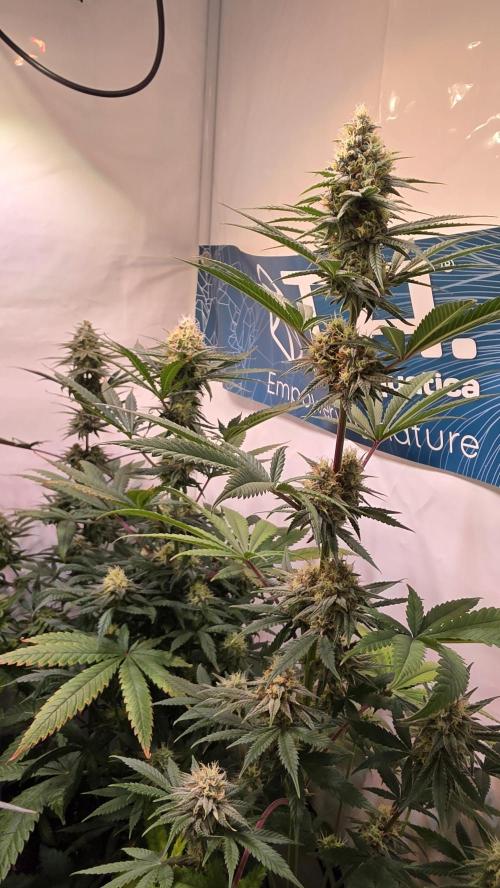 Purple Lemonade. Week 10