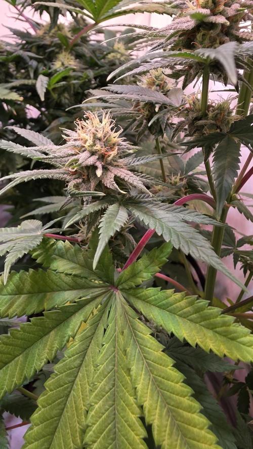Purple Lemonade. Week 10